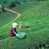 Φυτεία τσαγιού στην Ιαπωνία