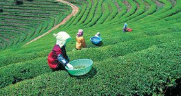 Φυτεία τσαγιού στην Ιαπωνία