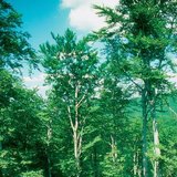 Δάσος οξυάς