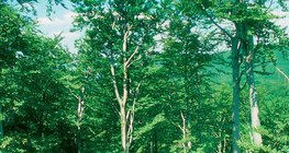 Δάσος οξυάς