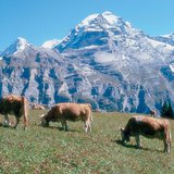 Cattles on the meadows of the Alps