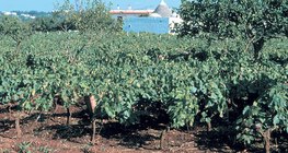 Terra Rossa, typical soil of limestone regions