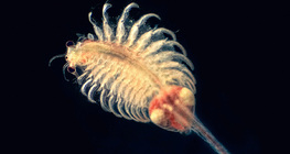 Φυλόποδο αλμυρού νερού