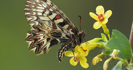Southern Festoon