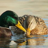 Mallards