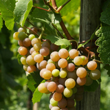 Βότρυς σταφυλιού