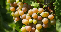 Βότρυς σταφυλιού