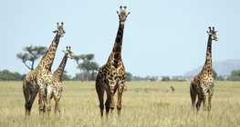 Giraffes in the Serengeti National Park