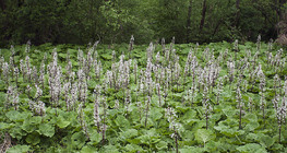 Butterbur