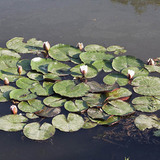 Λευκό νούφαρο