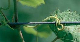 The stem of a grape, the tendril