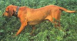 Hungarian vizsla