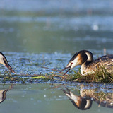 Great crested grebe