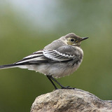 Northern mockingbird
