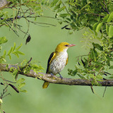 Eurasian golden oriole (female)