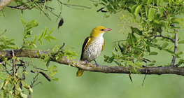 Eurasian golden oriole (female)