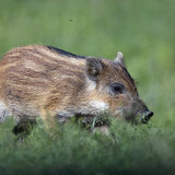 Μικροί αγριόχοιροι