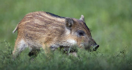 Μικροί αγριόχοιροι