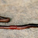 Γεωσκώληκας