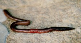 Γεωσκώληκας