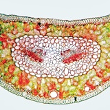 Διατομή φύλλου πεύκου σκωτσέζικου βαμμένου με κόκκινο του Κονγκό και χρυσοϊδίνη (η κυτταρίνη φαίνεται κόκκινη, η λιγνίνη είναι κίτρινη)