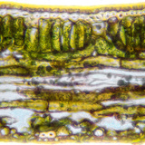 Τομή λεπίδας φύλλου