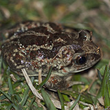 Spadefoot toad