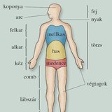 Az emberi test tájai