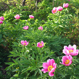 Άνθη άγριας τριανταφυλλιάς