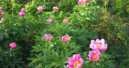 Άνθη άγριας τριανταφυλλιάς