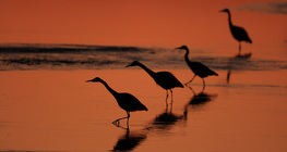 Herons in the sunset