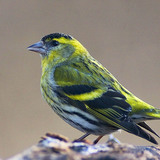 Eurasian siskin