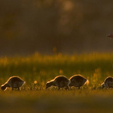 Greylag goose with goslings