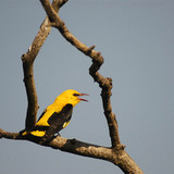 Eurasian golden oriole (male)