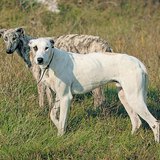 Hungarian greyhound