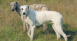 Hungarian greyhound