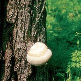 Μύκητας σε δέντρο