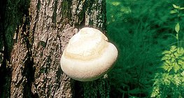 Μύκητας σε δέντρο