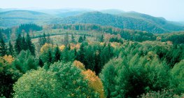 Deciduous forest, a terrestrial biome found in the temperate region