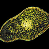 Διατομή φύλλου ασημιού ελάτης