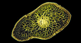 Διατομή φύλλου ασημιού ελάτης