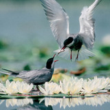 Whiskered terns with catch
