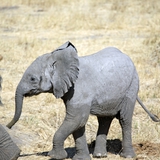 Elephant calf