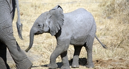 Elephant calf
