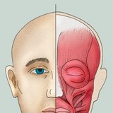 Facial muscles (or mimetic muscles)