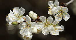 Cherry flowers
