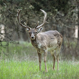 ΕΛΑΦΙ ΠΛΑΤΩΝΙ