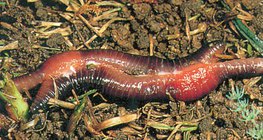 Mating earthworms