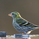 Eurasian siskin juvenile