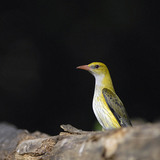 Eurasian golden oriole (female)
